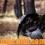 Hunting Turkeys That Won’t Gobble Day 3: Learn to Take Non-Gobbling Turkeys