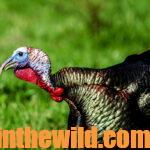 Learn How to Call Wild Turkeys Day 5: Techniques to Call Wild Turkeys