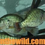 How to Catch Crappie and Bass Year-Round Day 1: Catching Crappie with Lowrance’s Active Target