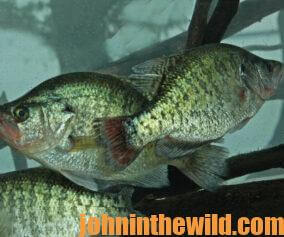Crappie in the water