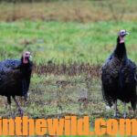 Stay or Run & Gun When Turkey Hunting Day 2: Why to Learn Turkeys’ Habits