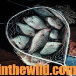 Catching Hot Weather Crappie after Dark Day 1: Why Fish for Crappie at Night