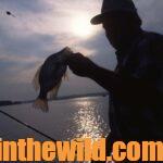 Catching Hot Weather Crappie after Dark Day 3: Where to Fish for Nighttime Crappie