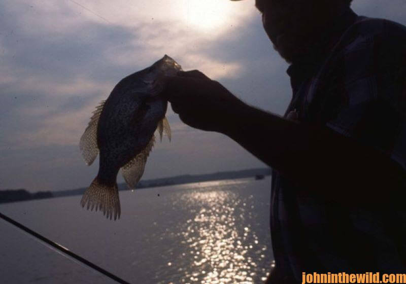 Fisherman catches crappie while nighttime fishing