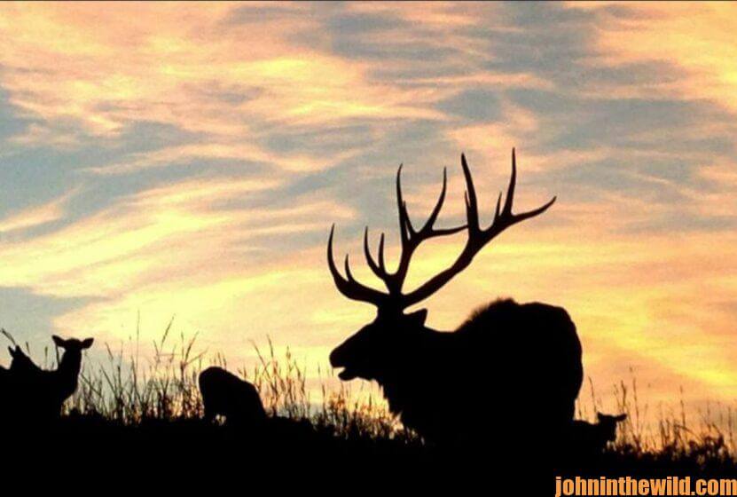 Elk in the sunset