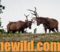 Two elk in the wild