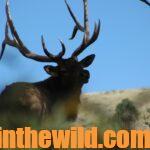 Top Mule Deer Hunters Tell All Day 5: Preparations for Wilderness Mule Deer Hunts
