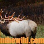 Where Elk Are Today in the East Day 2: Elk in Minnesota, Missouri & North Carolina