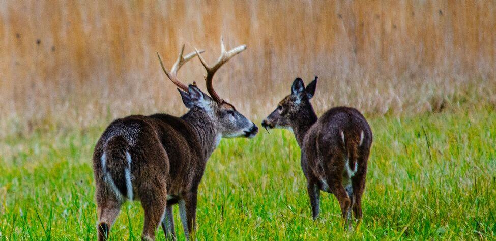 Taking Mature Buck Deer On Public Lands Day 5 Identifying The Timing