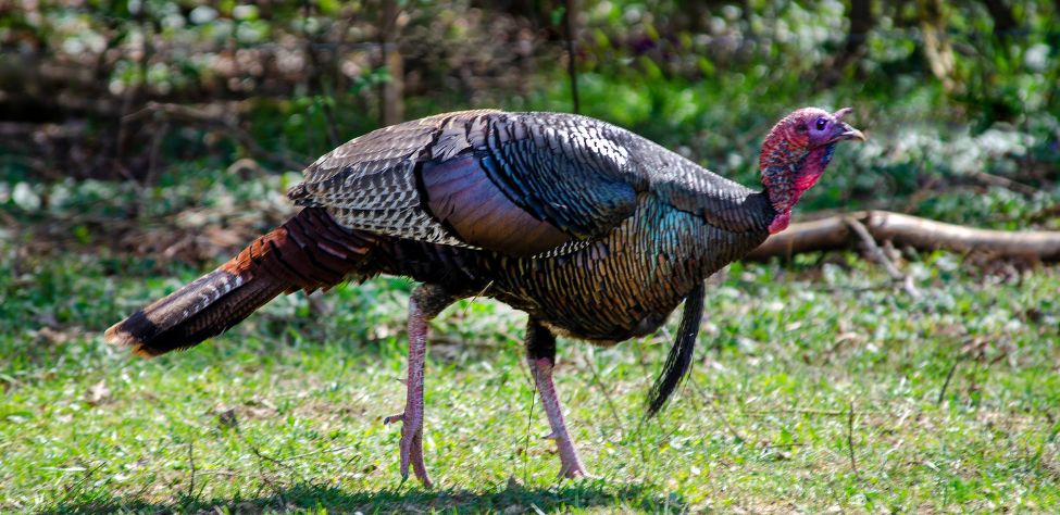 Wily Wary And Weird Day 1 The Cow Pasture Turkey John In The