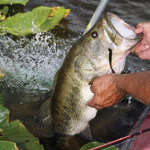 How Denny Brauer Fishes the Buzzbait for Bass in Cool Weather