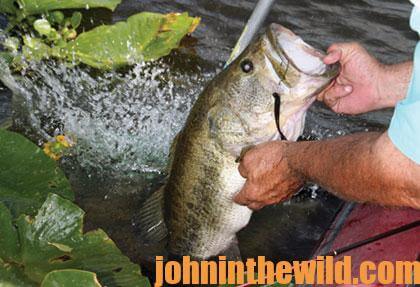 How Denny Brauer Fishes the Buzzbait for Bass in Cool Weather - John In The  WildJohn In The Wild