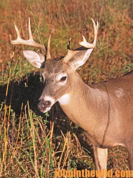Age and Genetic Factors Influence a Buck Deer’s Antlers  - 2