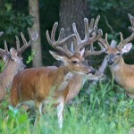 Age and Genetic Factors Influence a Buck Deer’s Antlers