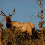 Avid Bowhunter Cindi Richardson Takes Record Arizona Elk in 2013