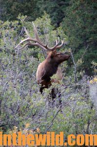 Cindi Richardson Takes a 350 Class Bull in New Mexico with Her Bow  - 3 (Bull Elk #2)