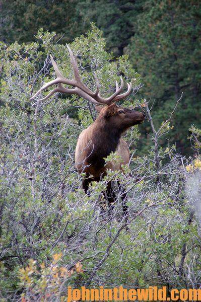 Cindi Richardson Takes a 350 Class Bull in New Mexico with Her Bow ...