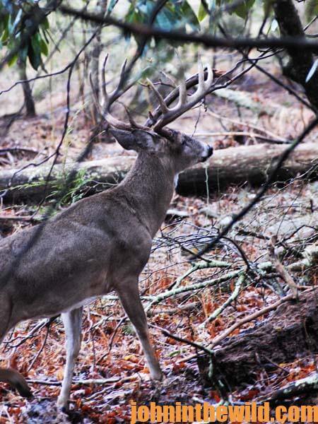Crawl into Thickets to Take Big Buck Deer - 1