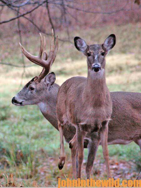 Crawl into Thickets to Take Big Buck Deer - 2