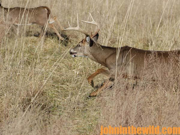 Crawl into Thickets to Take Big Buck Deer - 3