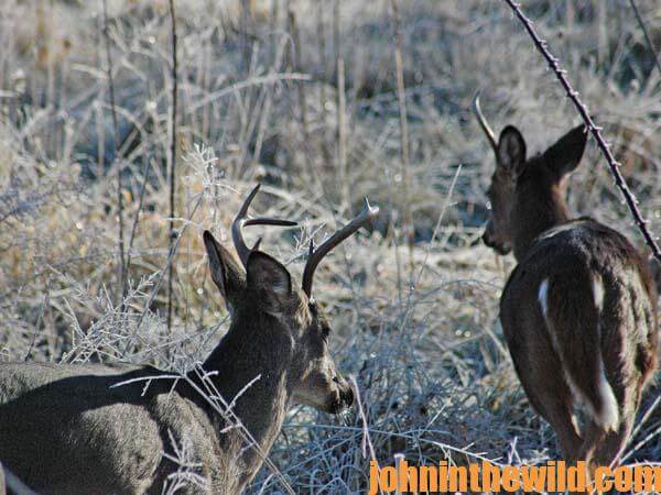 Effects of Deer Herd Overpopulation on Buck Deer Antlers - John In The  WildJohn In The Wild | John E. Phillips' Outdoor Journals