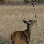Unusual Buck Deer Racks – Palmated, Drop-Tined, Malformed and Non-Typical
