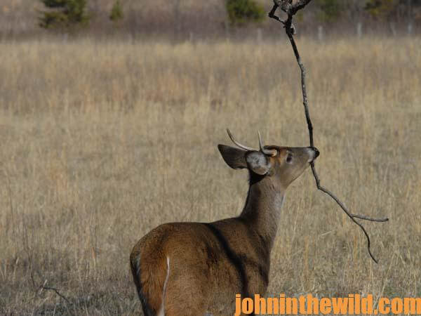 What Causes atypical or Non-Typical Antler Growth in Elk and