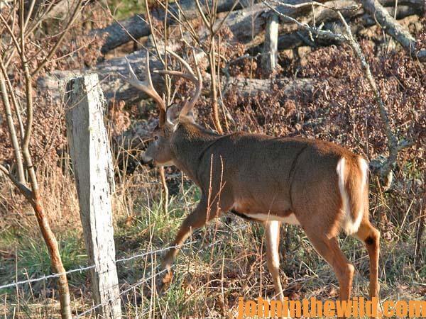 Gear Up to Make Deer Hunting Luck - 2