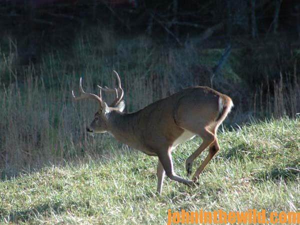 deer hunting big bucks