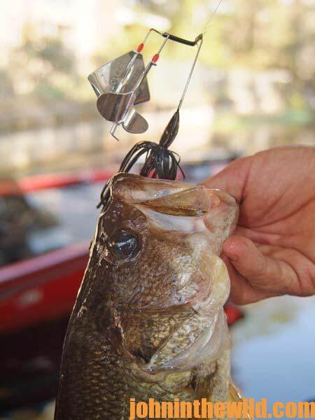 How Denny Brauer Fishes the Buzzbait for Bass in Cool Weather - 2