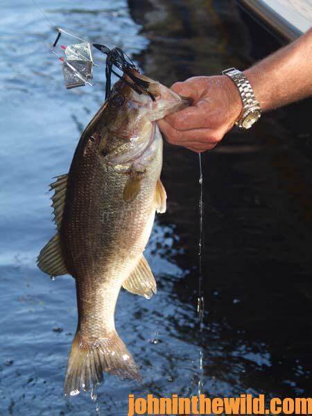 How Denny Brauer Fishes the Buzzbait for Bass in Cool Weather - 4