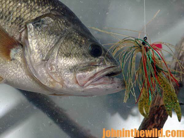 How Dr. Robert Sheppard Three-Wheels and Belly Boats for Beaver Pond Bass -  John In The WildJohn In The Wild