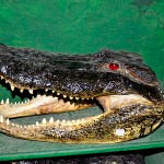 How to Determine an Alligator’s Worth with Louisiana’s Insta-Gator Ranch