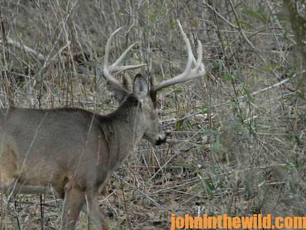 Hunt Around the House and in the Pines for Big Buck Deer - 2