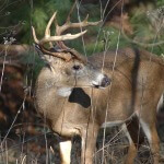 Why Buck Deer Shed Their Antlers with Biologists Dale Sheffer and Dr. James G. Teer