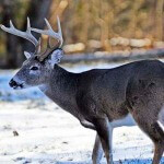 Hunting Deer Trail Intersections Pays Off with Ernie Calandrelli