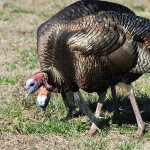Know the Land and the Movement Patterns of Turkeys for the Most Success