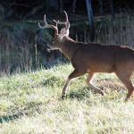 Learn from Ernie Calandrelli Correct Tree Stand Placement to Help You Take More Deer