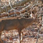 Research Areas to Find and Take Trophy Buck Deer with Michael Ahlfeldt