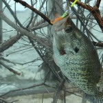 More Crappie Fishing Tips with John E. Phillips