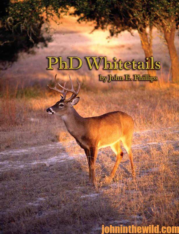 phd-whitetails