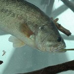 Slider Worm Fishing for Suspended Summertime Bass, Wintertime Spotted Bass and in Clear Western Lakes