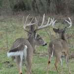 The Nut Hunter and the Also Scouter Bag Their Buck Deer Each Season with Outdoor Writer John E. Phillips