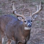 Choose the Right Gun for Hunting Deer, Upland Birds, Waterfowl, Small Game and Big Game