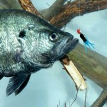 Where to Find Lake Eufaula’s February Crappie