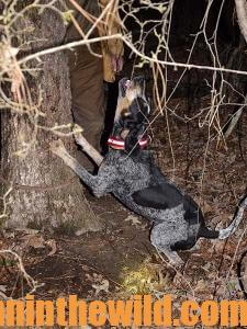 Coon dogs are at their best when a raccoon is treed.