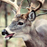 Trees, Plants and Shrubs That Deer Will Feed On