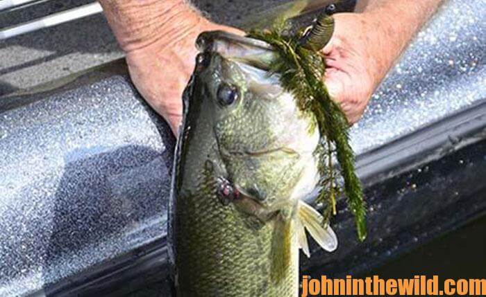 Zoom Magnum Worm for Bass at Lake Guntersville with Captain Phillip Criss -  John In The WildJohn In The Wild