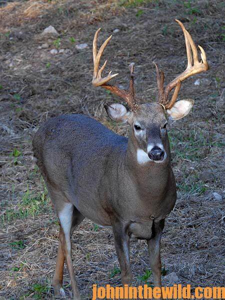 Bowhunter’s Deer Quiz Part 2 with Outdoor Writer John E. Phillips 06