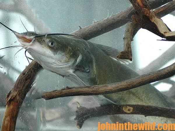 Pinpointing the Elusive Key to Catching Catfish in Swift Tailrace